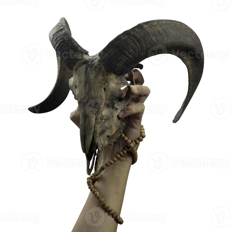foto de con cuernos cabra o oveja mano y cráneo