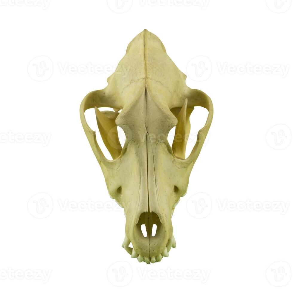photo of a dog or wolf skull with sharp teeth
