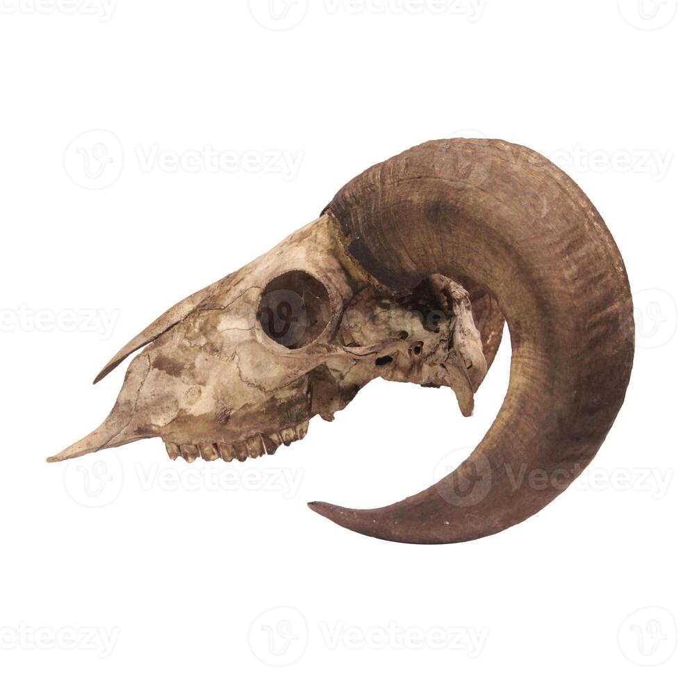 Photo of a goat or sheep skull with horns