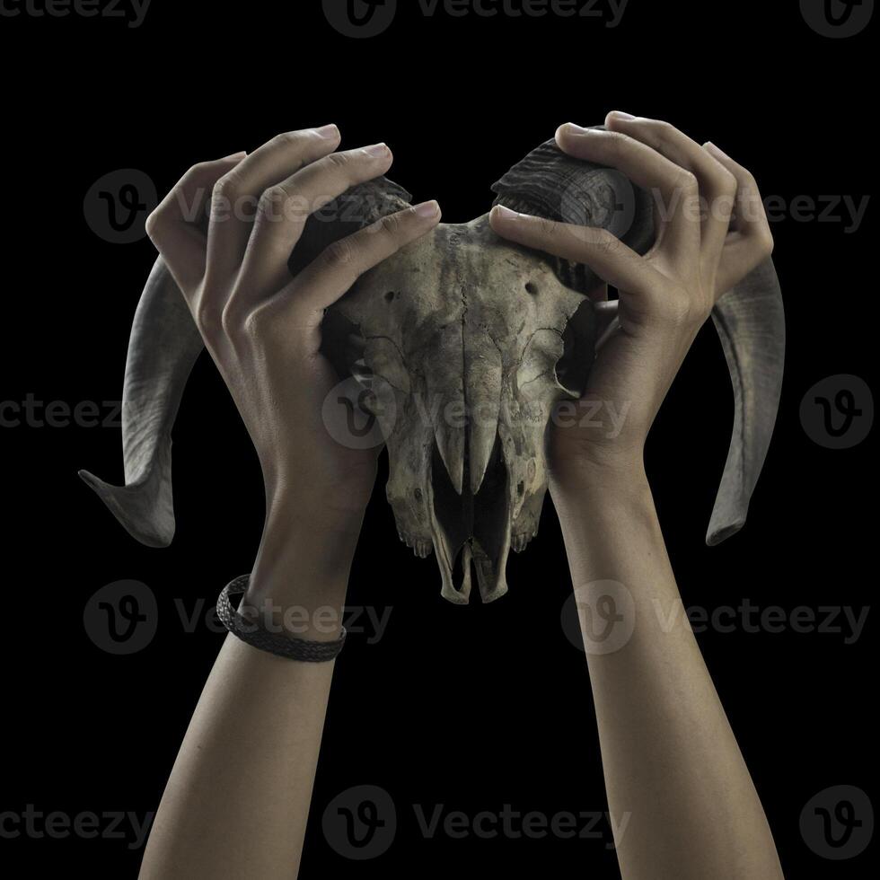 Photo of Horned Goat Or Sheep Hand and Skull