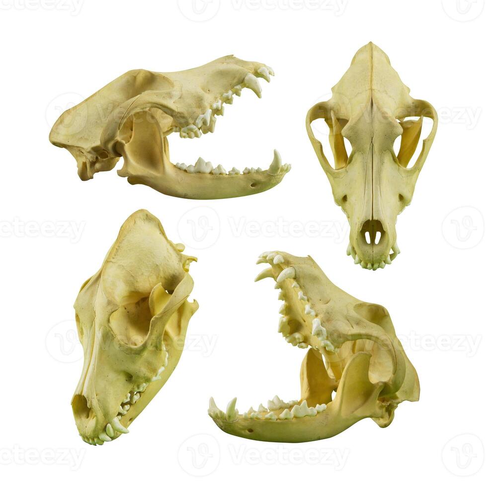 photo of a dog or wolf skull with sharp teeth