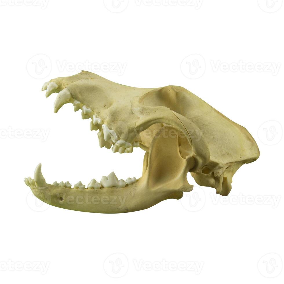 photo of a dog or wolf skull with sharp teeth