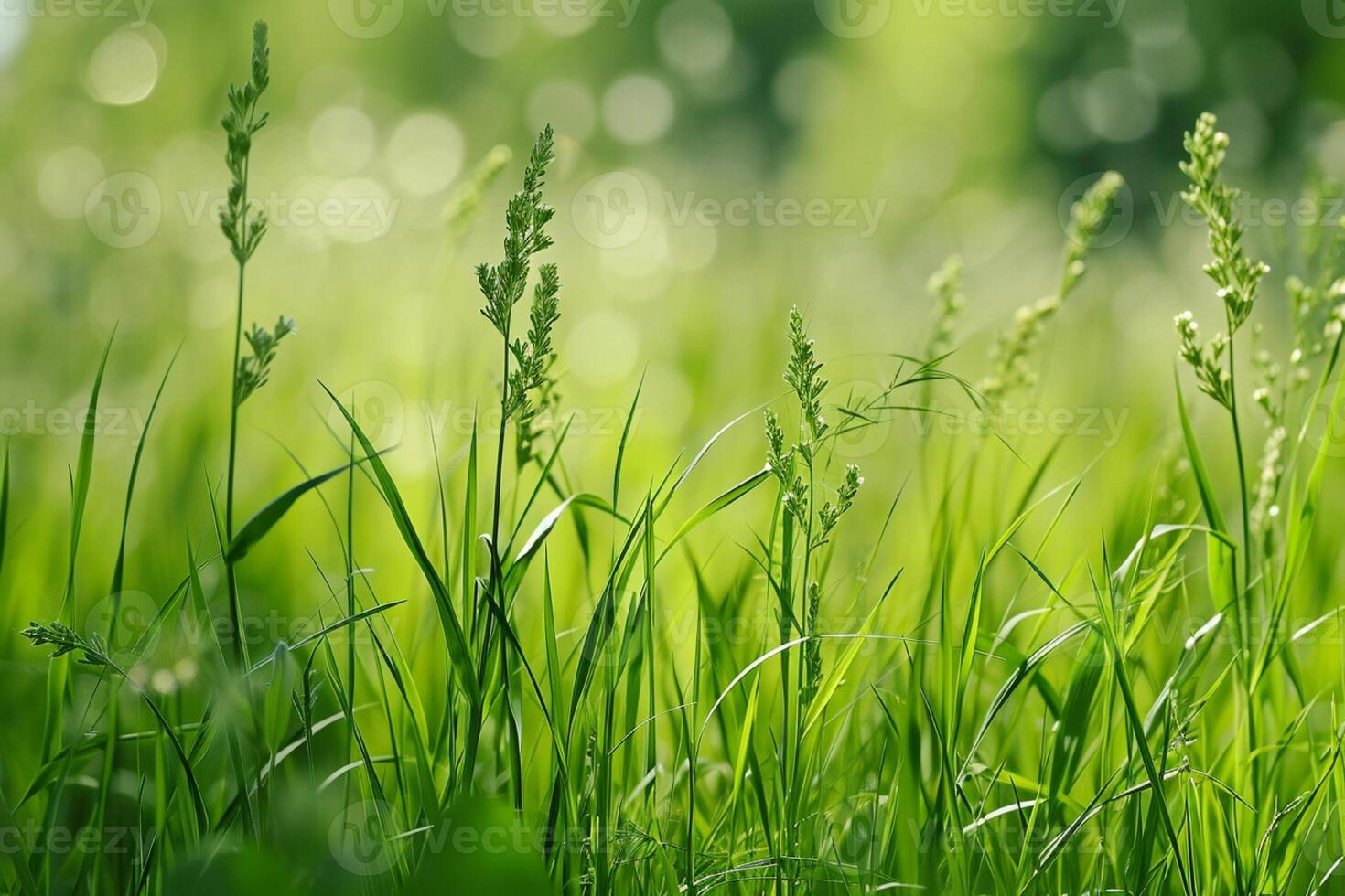 AI generated Green grass with bokeh background, shallow depth of field. photo