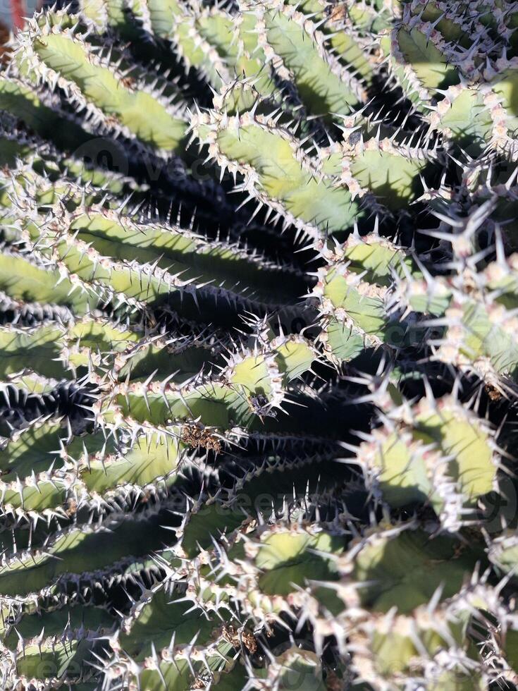 Explore Lanzarote's stunning cactus gardens, where the vibrant hues and varied shapes of these plants create a mesmerizing tapestry of desert life. photo