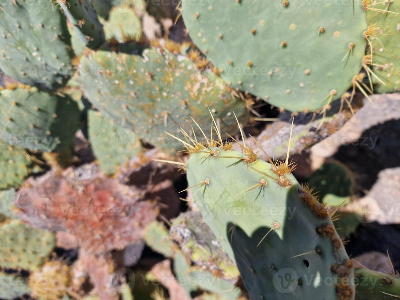 explorar lanzarote maravilloso cactus jardines, dónde el vibrante matices y variado formas de estos plantas crear un fascinante tapiz de Desierto vida. foto
