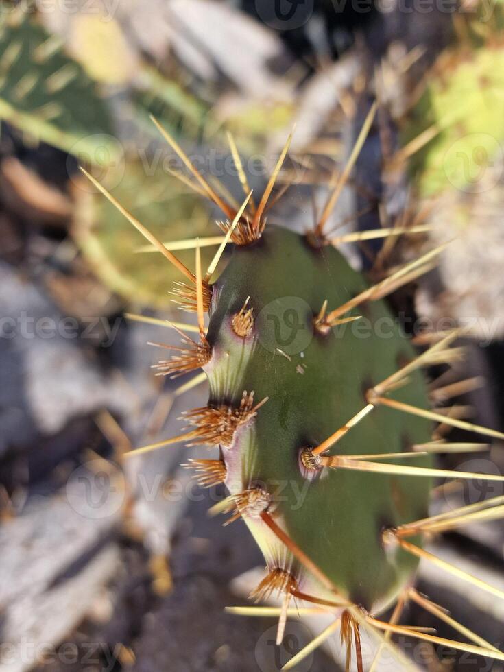 explorar lanzarote maravilloso cactus jardines, dónde el vibrante matices y variado formas de estos plantas crear un fascinante tapiz de Desierto vida. foto