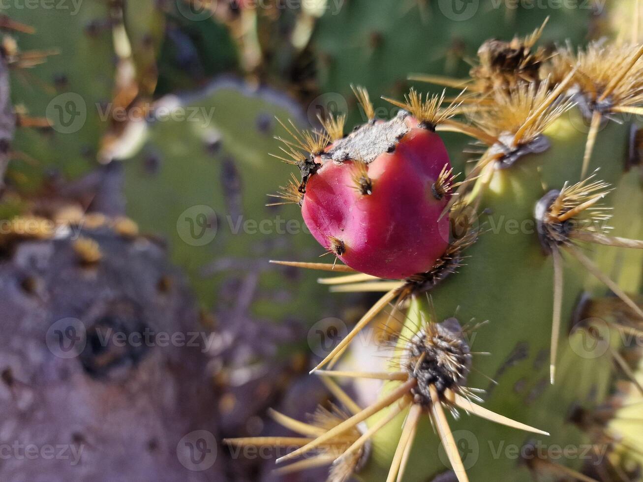 Explore Lanzarote's stunning cactus gardens, where the vibrant hues and varied shapes of these plants create a mesmerizing tapestry of desert life. photo