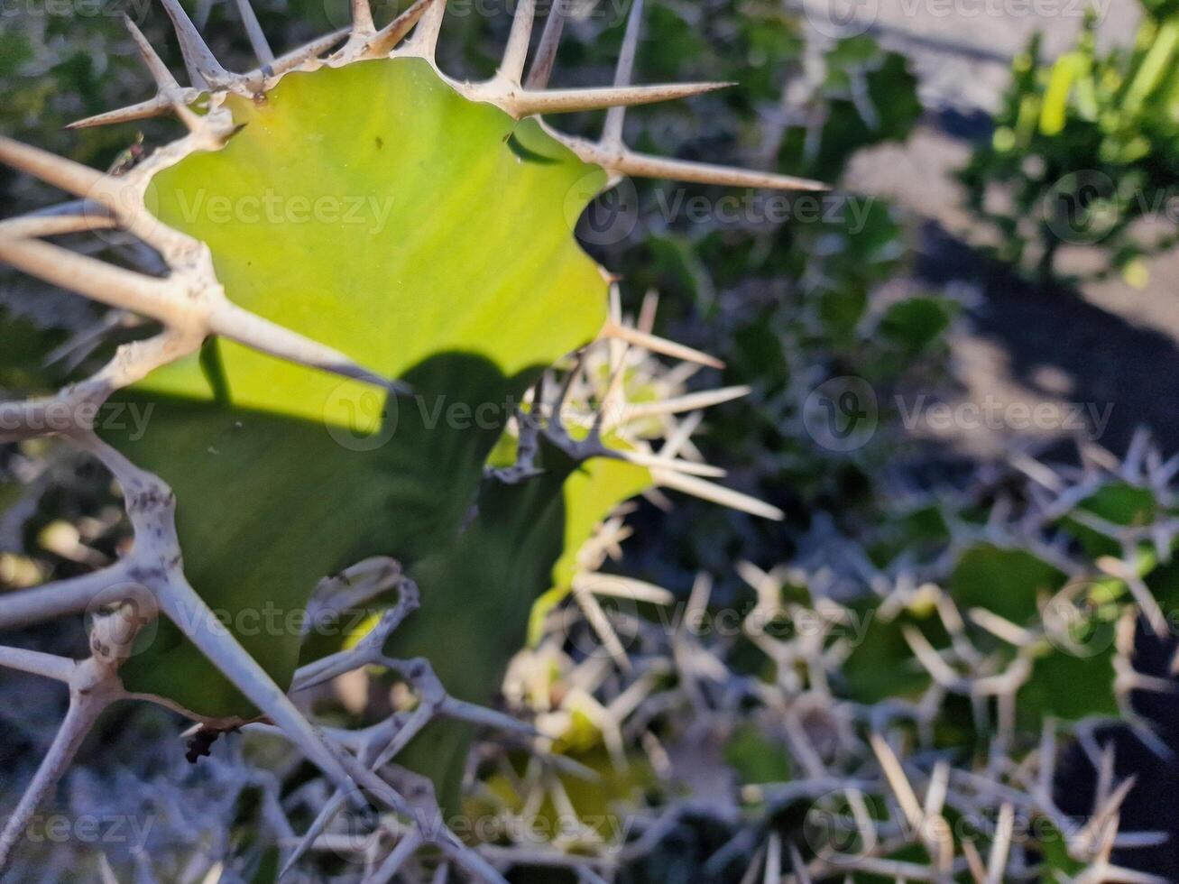 Explore Lanzarote's stunning cactus gardens, where the vibrant hues and varied shapes of these plants create a mesmerizing tapestry of desert life. photo