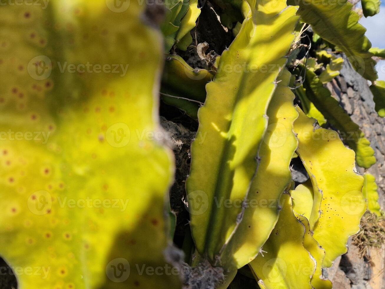 explorar lanzarote maravilloso cactus jardines, dónde el vibrante matices y variado formas de estos plantas crear un fascinante tapiz de Desierto vida. foto