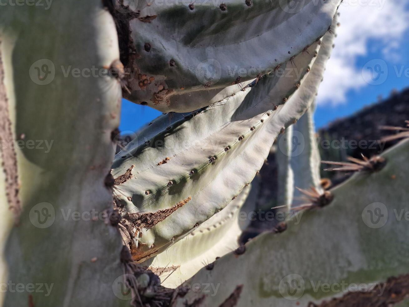 Explore Lanzarote's stunning cactus gardens, where the vibrant hues and varied shapes of these plants create a mesmerizing tapestry of desert life. photo