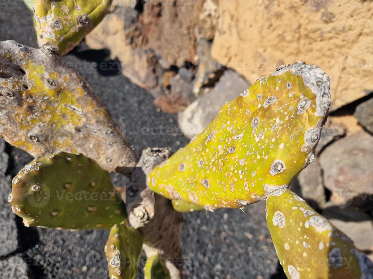 Explore Lanzarote's stunning cactus gardens, where the vibrant hues and varied shapes of these plants create a mesmerizing tapestry of desert life. photo