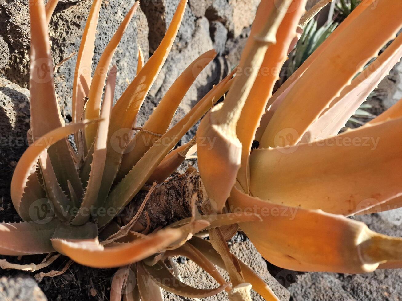 Explore Lanzarote's stunning cactus gardens, where the vibrant hues and varied shapes of these plants create a mesmerizing tapestry of desert life. photo