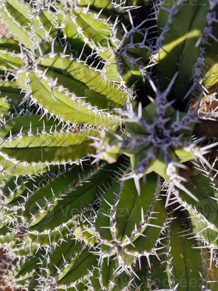 Explore Lanzarote's stunning cactus gardens, where the vibrant hues and varied shapes of these plants create a mesmerizing tapestry of desert life. photo