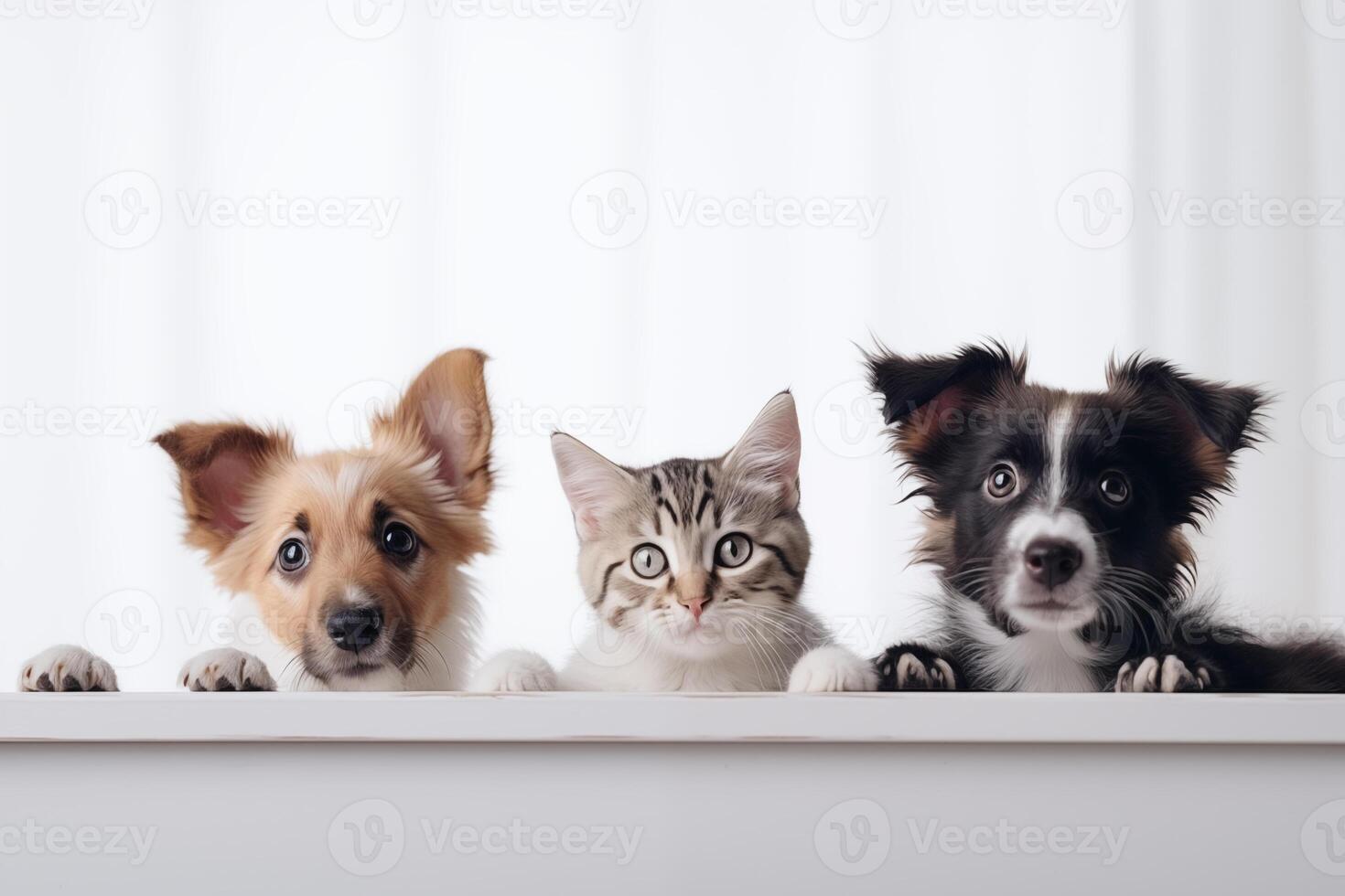 AI generated Dogs and Cats, peeking over the clear solid white top line, petshop banner, happy, smile, funny. photo