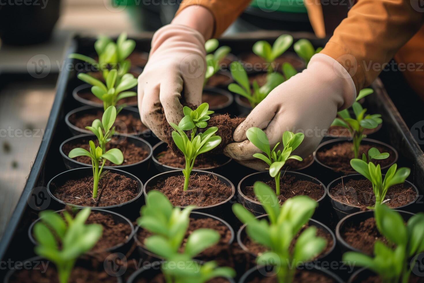 AI generated Hands with gloves planting fresh plants. Community garden, rooftop urban garden. Spring planting. Early seedling, grown from seeds in pots photo