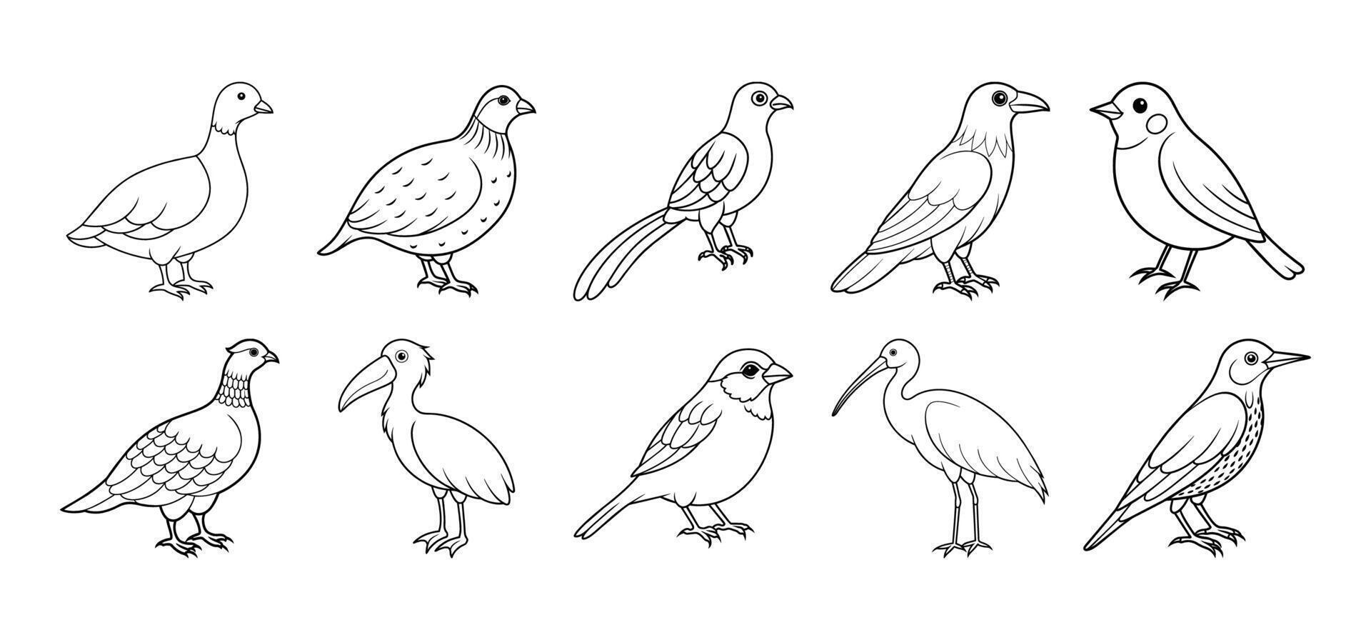 colección de pájaro línea Arte elementos vector