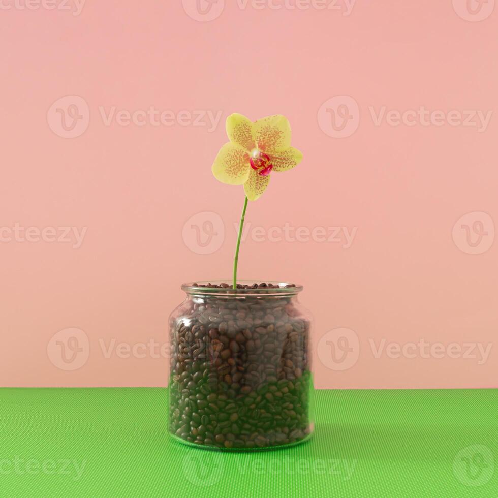 Creative spring and summer layout made with beautiful natural orchid flower in a glass jar full of coffee beans as a flower pot on pink and green background. Minimal nature concept. Flower aesthetic. photo