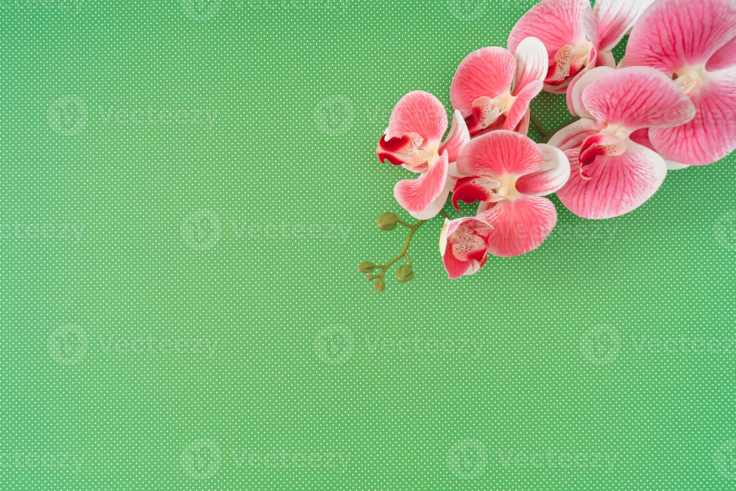 Spring and summer composition made with pink orchid flower on green background with copy space. Minimal concept. Creative trendy floral background idea. Flower aesthetic. Flat lay. Top of view. photo