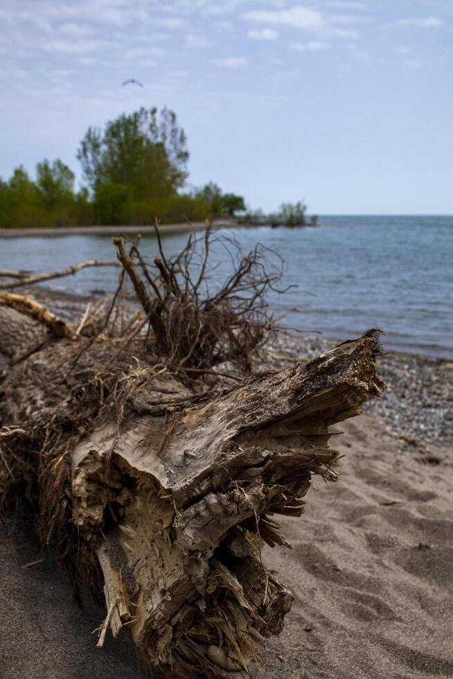 Dead tree trunk on a beach photo
