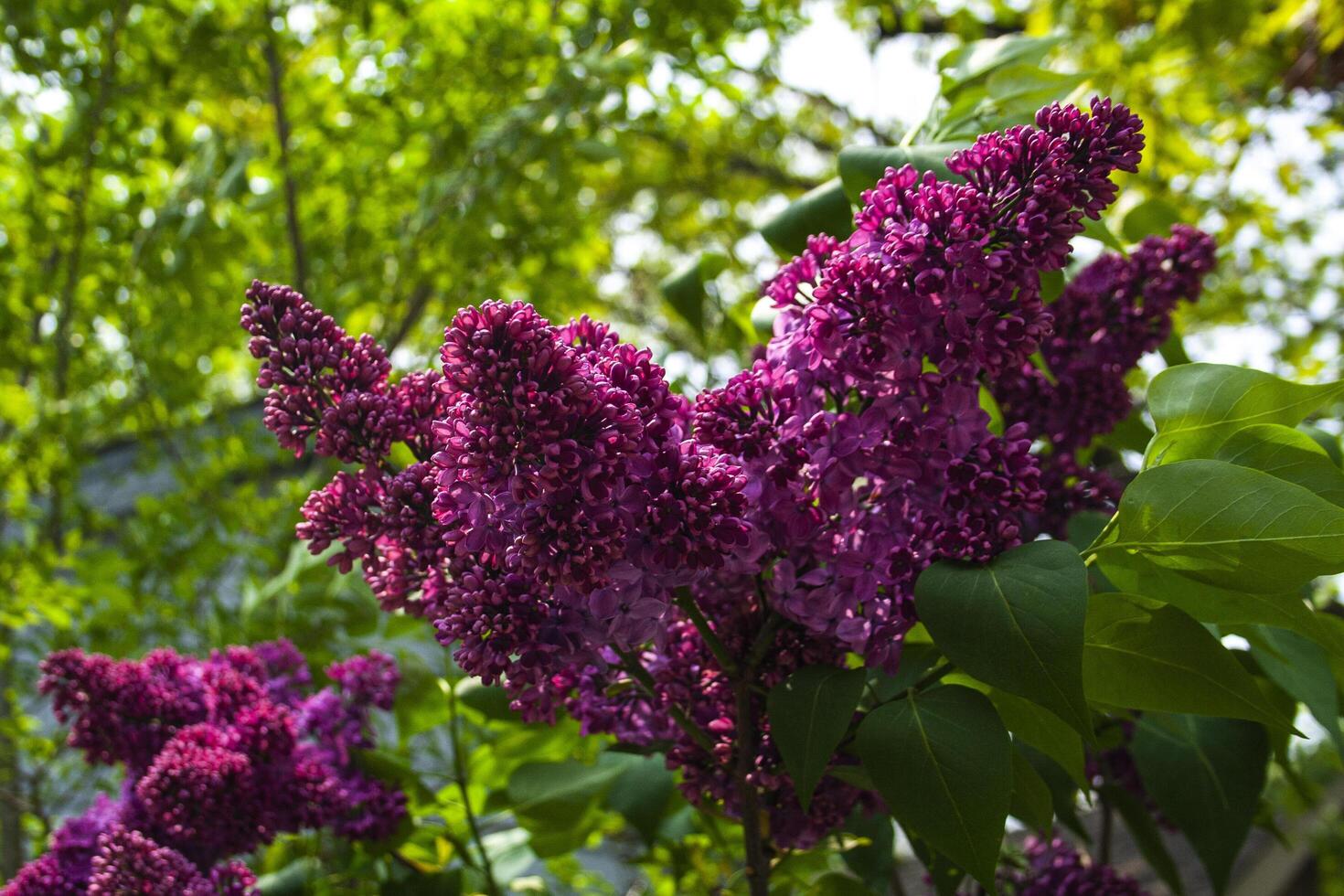 Beautiful purple flowers blooming in spring photo