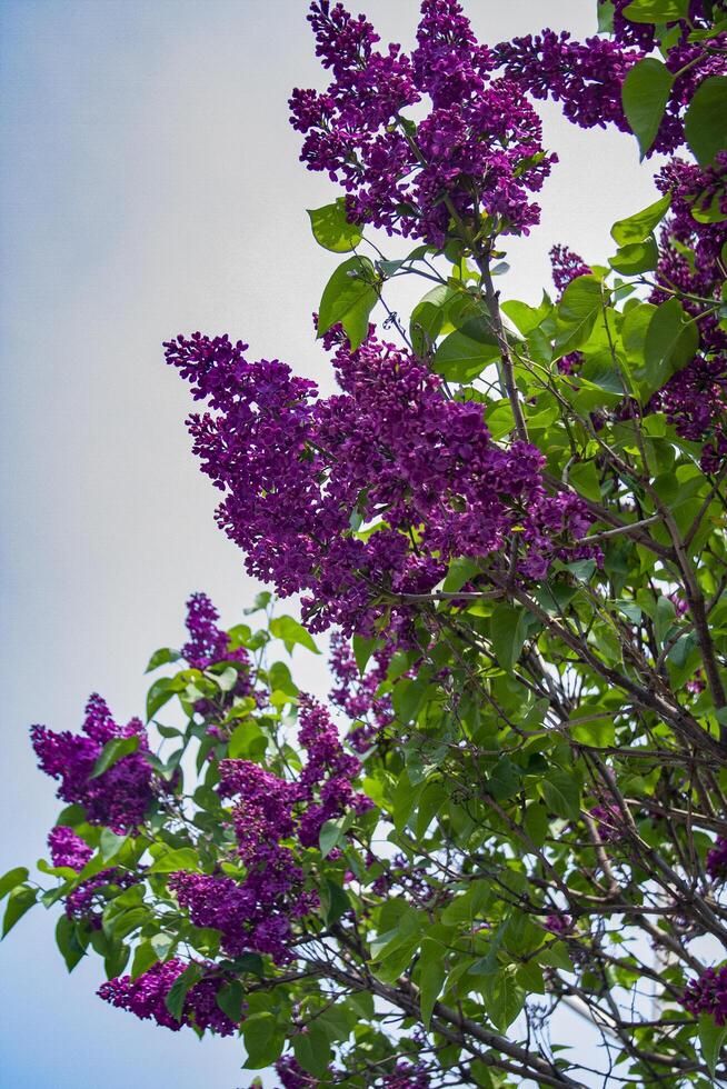 Purple flowers blooming on tree photo