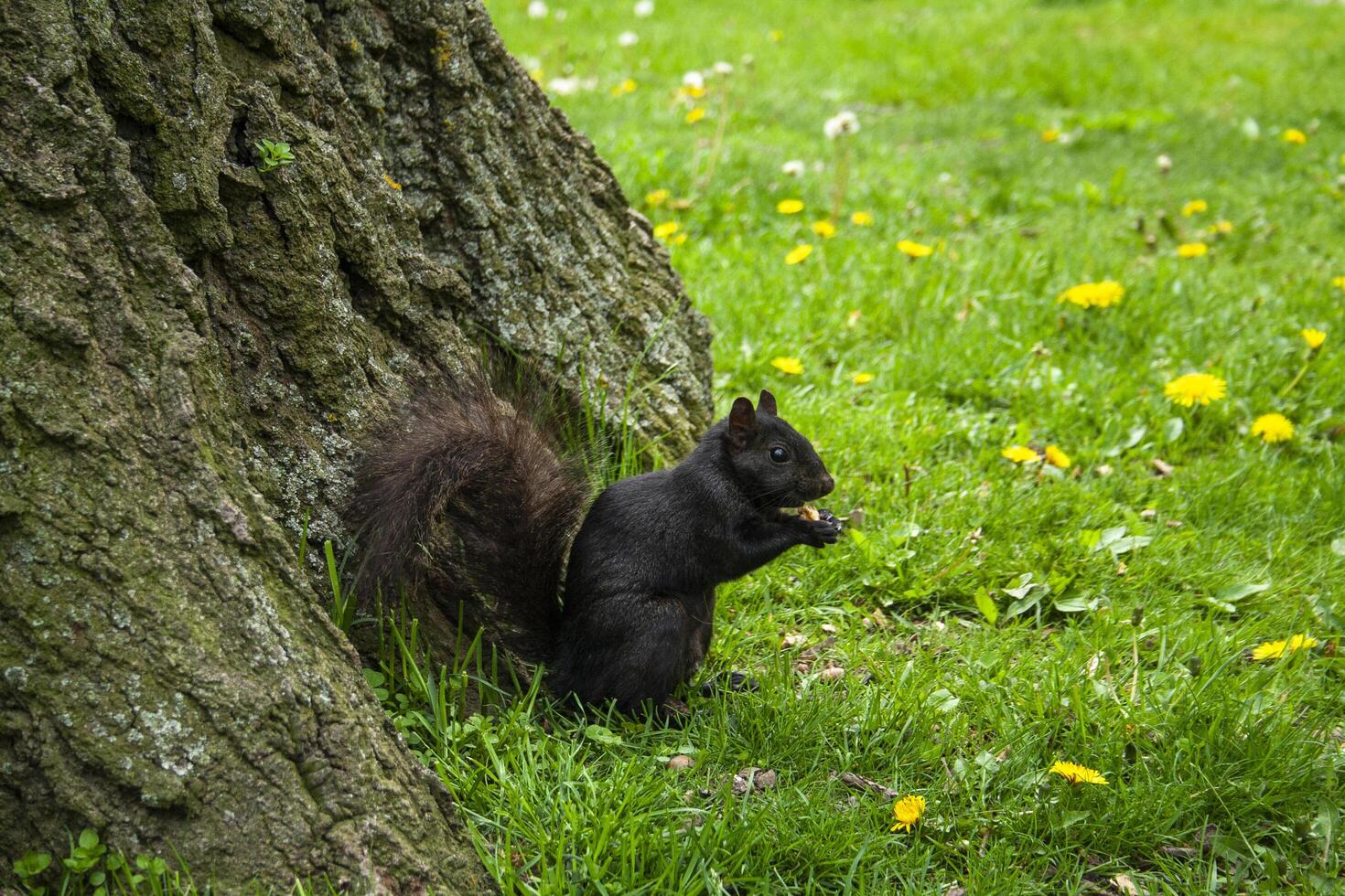 Cute little squirrel enjoying a snack in the spring photo