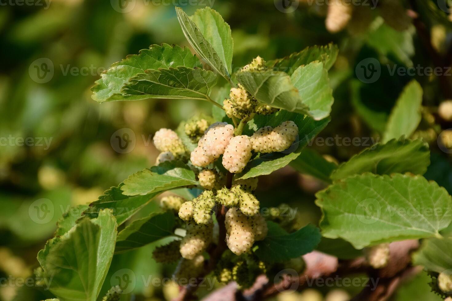 Fruits of white mulberry on the branches. Ripe photo