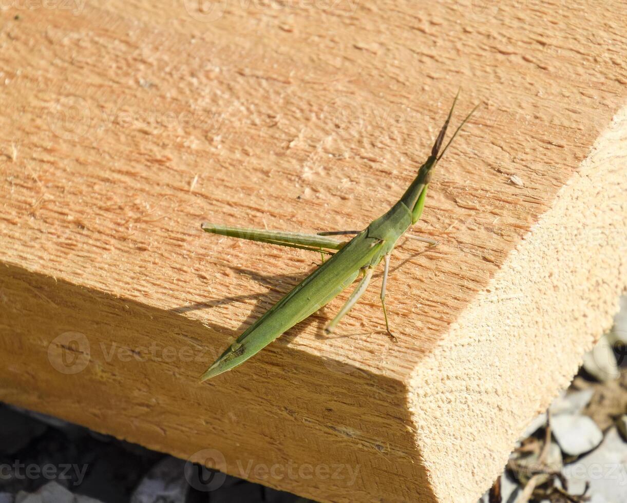 Green locust, wing insect. Pest of agricultural crops. photo