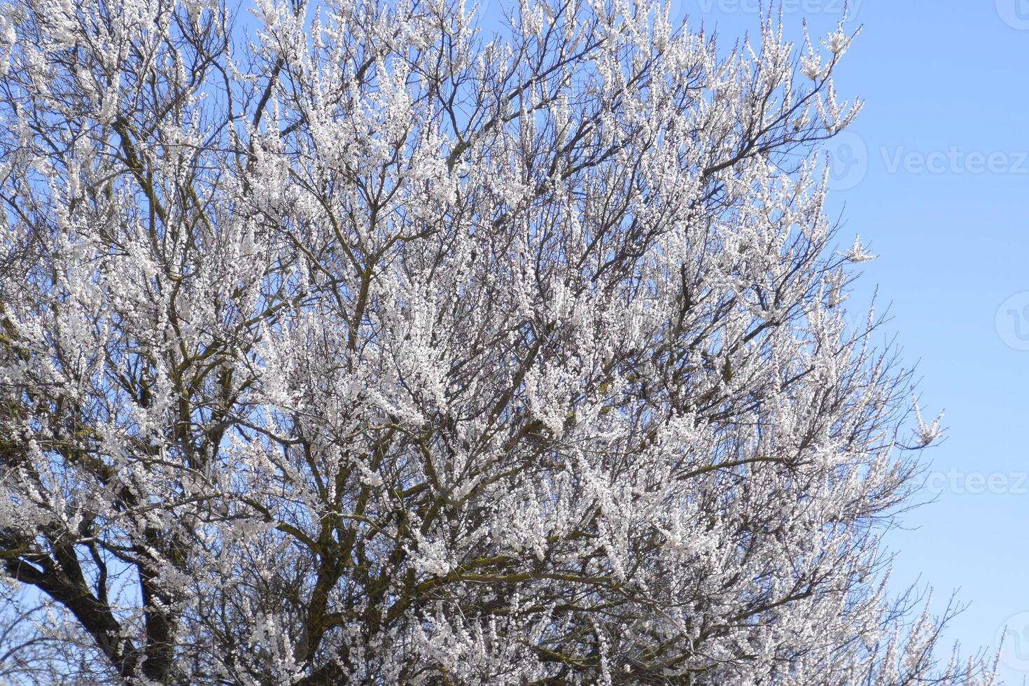 Spring flowering trees. Pollination of flowers of apricot. Bloom photo