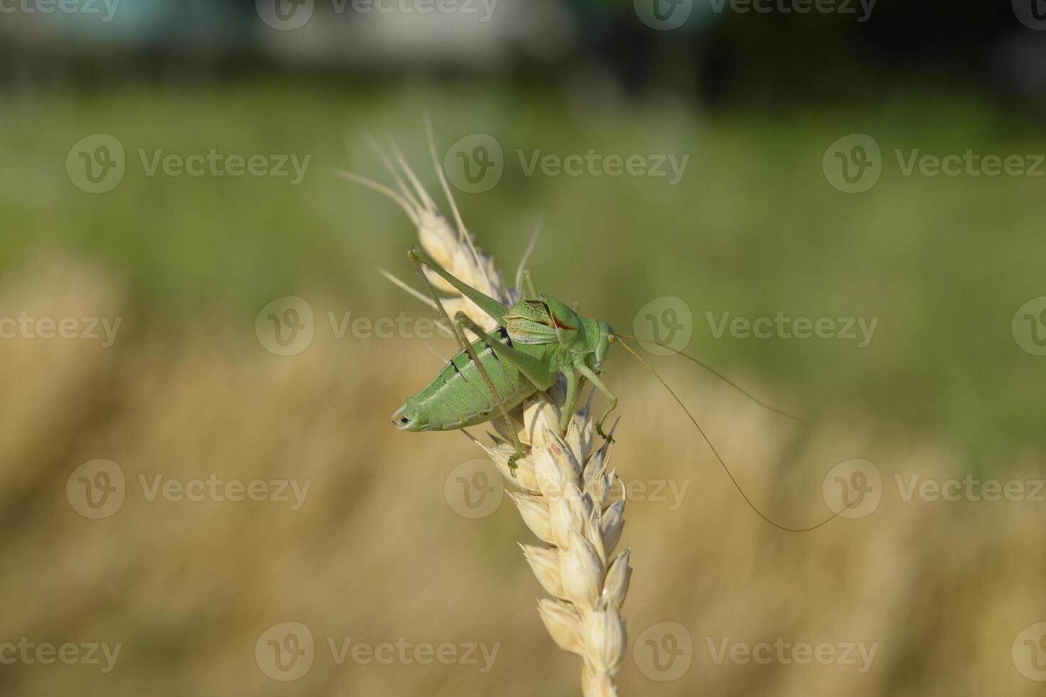 Isophya. Grasshopper is an isophy on a wheat spikelet. photo