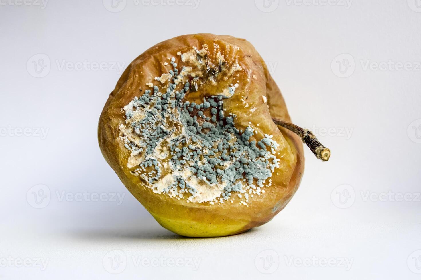 A rotten apple covered with mold. photo