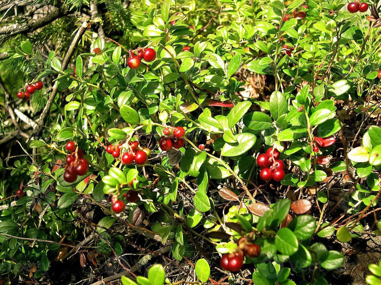 Red berries of red bilberry on bushes. Berries in the tundra. photo