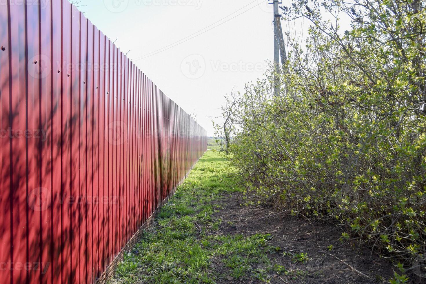 Green grass by the red fence. Spring came. photo