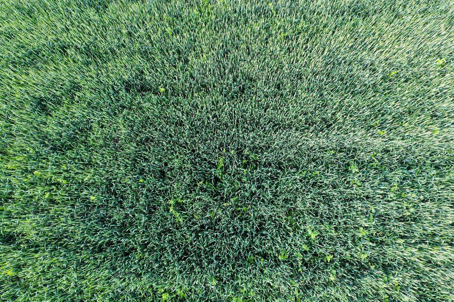 Texture of wheat field. Background of young green wheat on the field. Photo from the quadrocopter. Aerial photo of the wheat field