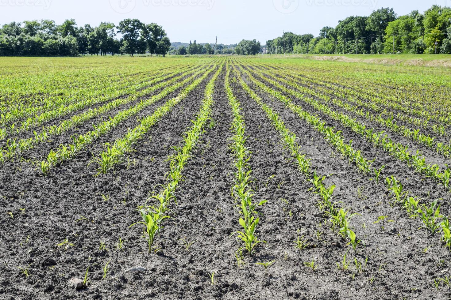 campo de plántulas de maíz. joven maíz en el campo foto