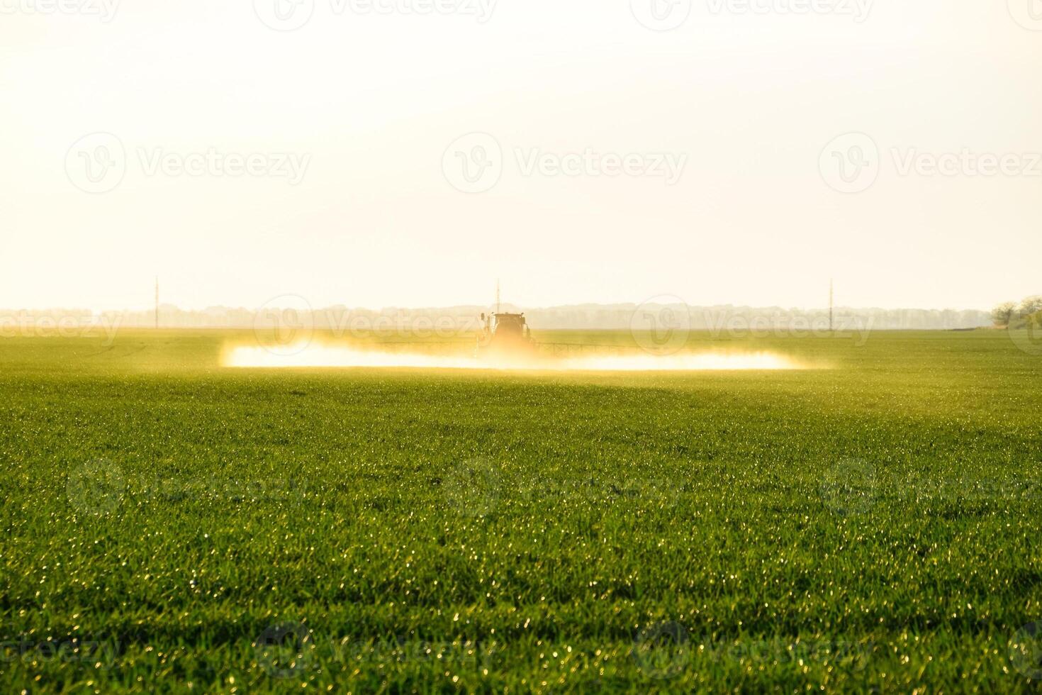 tractor with the help of a sprayer sprays liquid fertilizers on young wheat in the field. photo