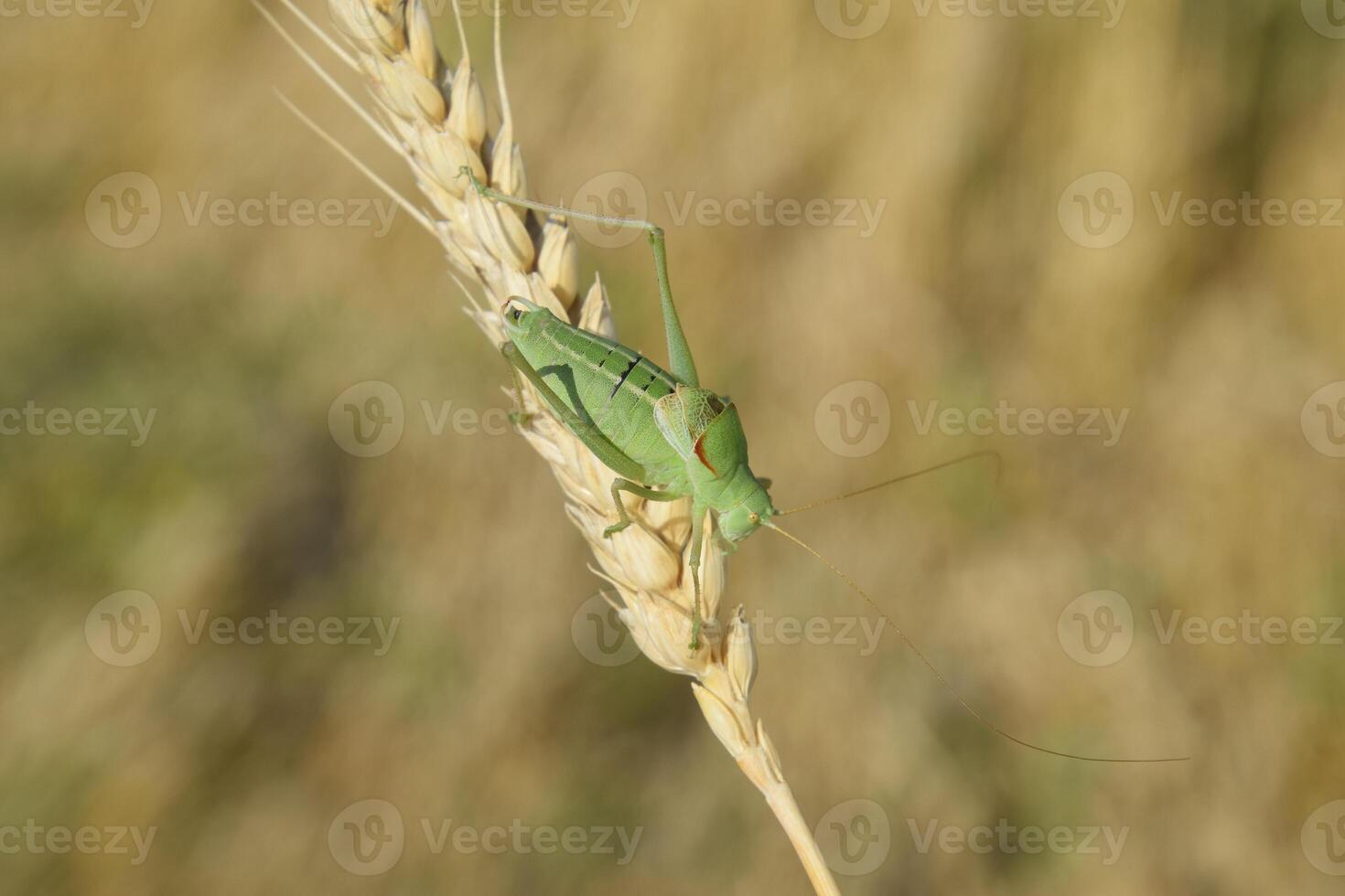 isofía. saltamontes es un isofía en un trigo espiguilla foto