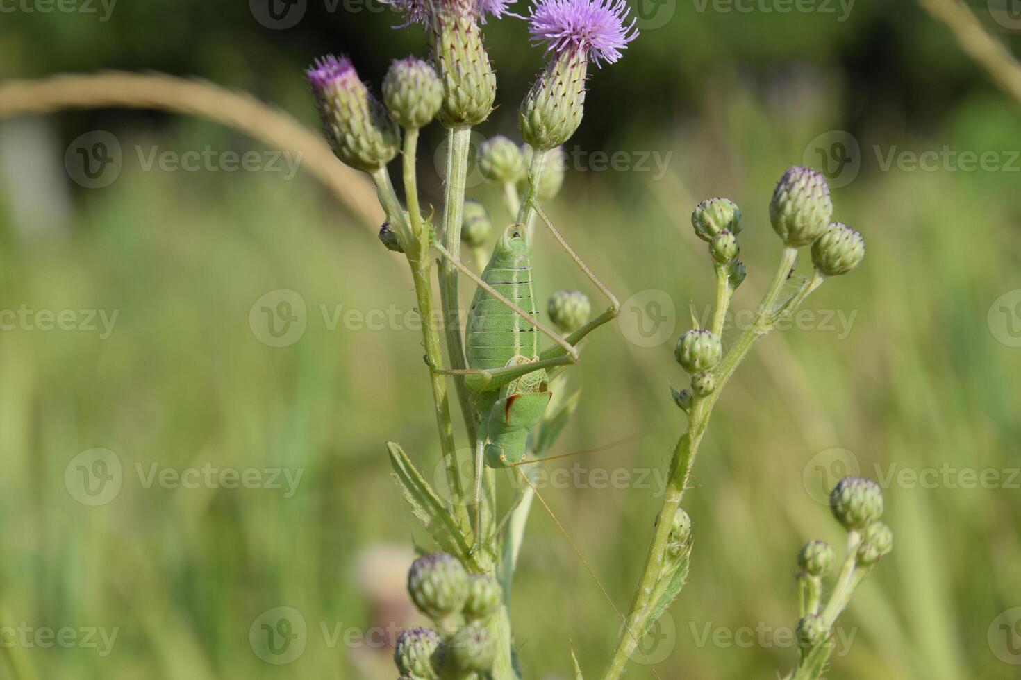 Isophya on the stems of the tubercle. Wingless grasshopper Isoph photo