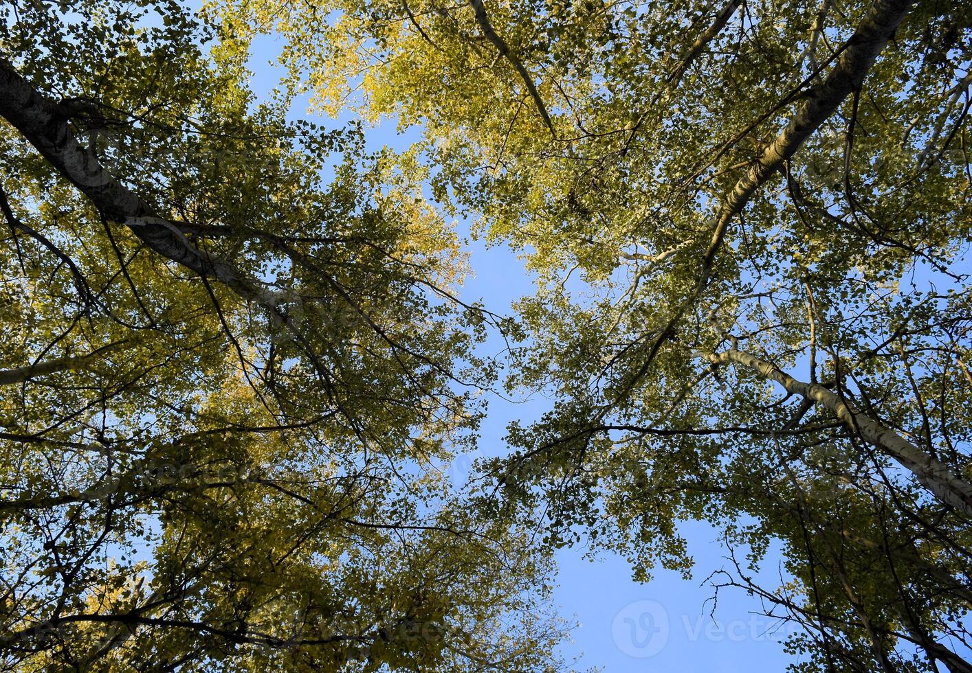 View from the bottom up in a forest of silver poplars. Background of the sky and trees. Autumn in the forest. photo