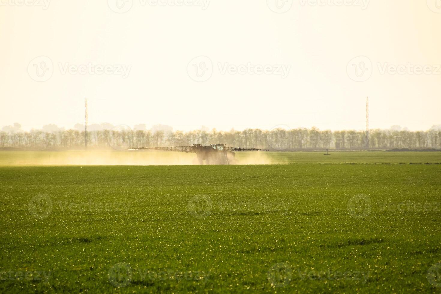 tractor with the help of a sprayer sprays liquid fertilizers on young wheat in the field. photo