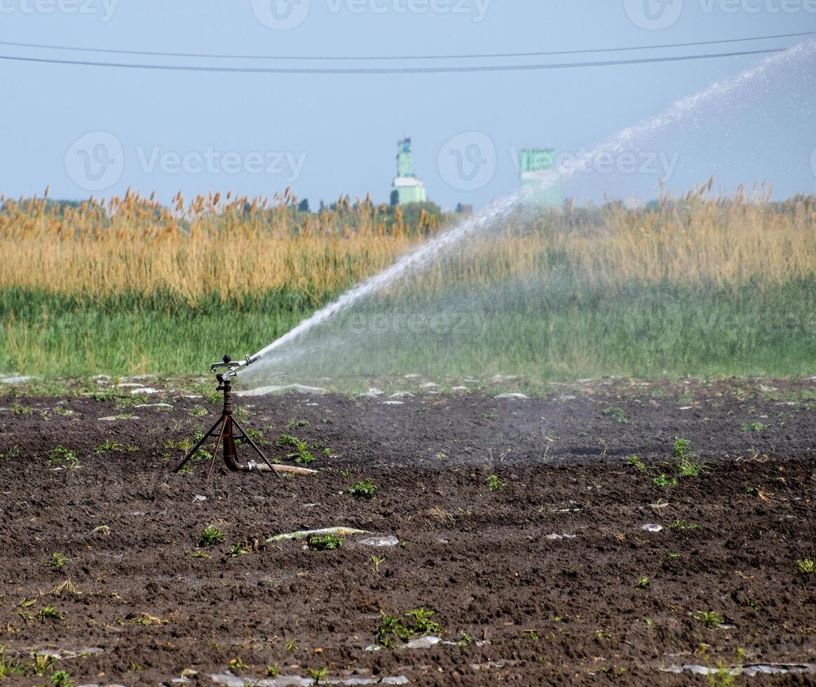 irrigación sistema en campo de melones riego el campos. aspersor foto