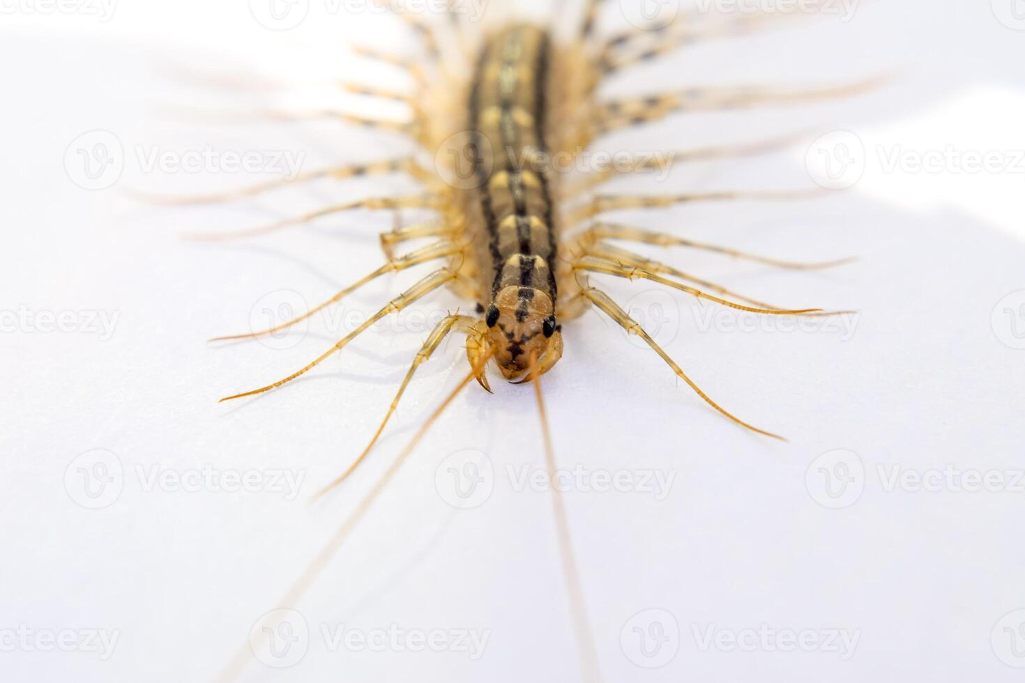 The Flycatcher. Scutigera coleoptrata. Centipede flycatcher, insect predator photo