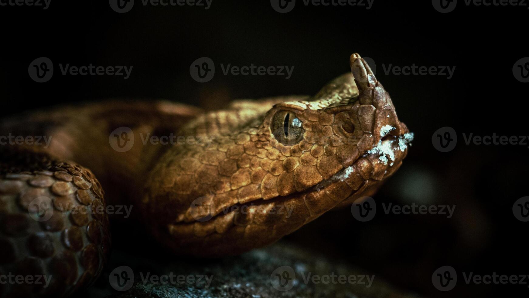 A portrait of a Rhinoceros Adder against a black background photo