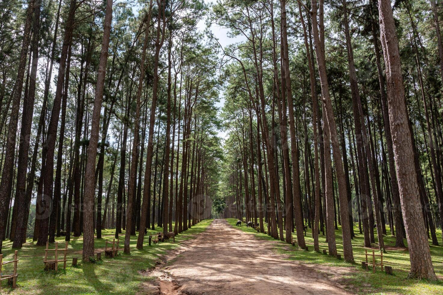 bor kaew pino bosque con caminar camino y búfalos a chiang Mai, tailandia foto