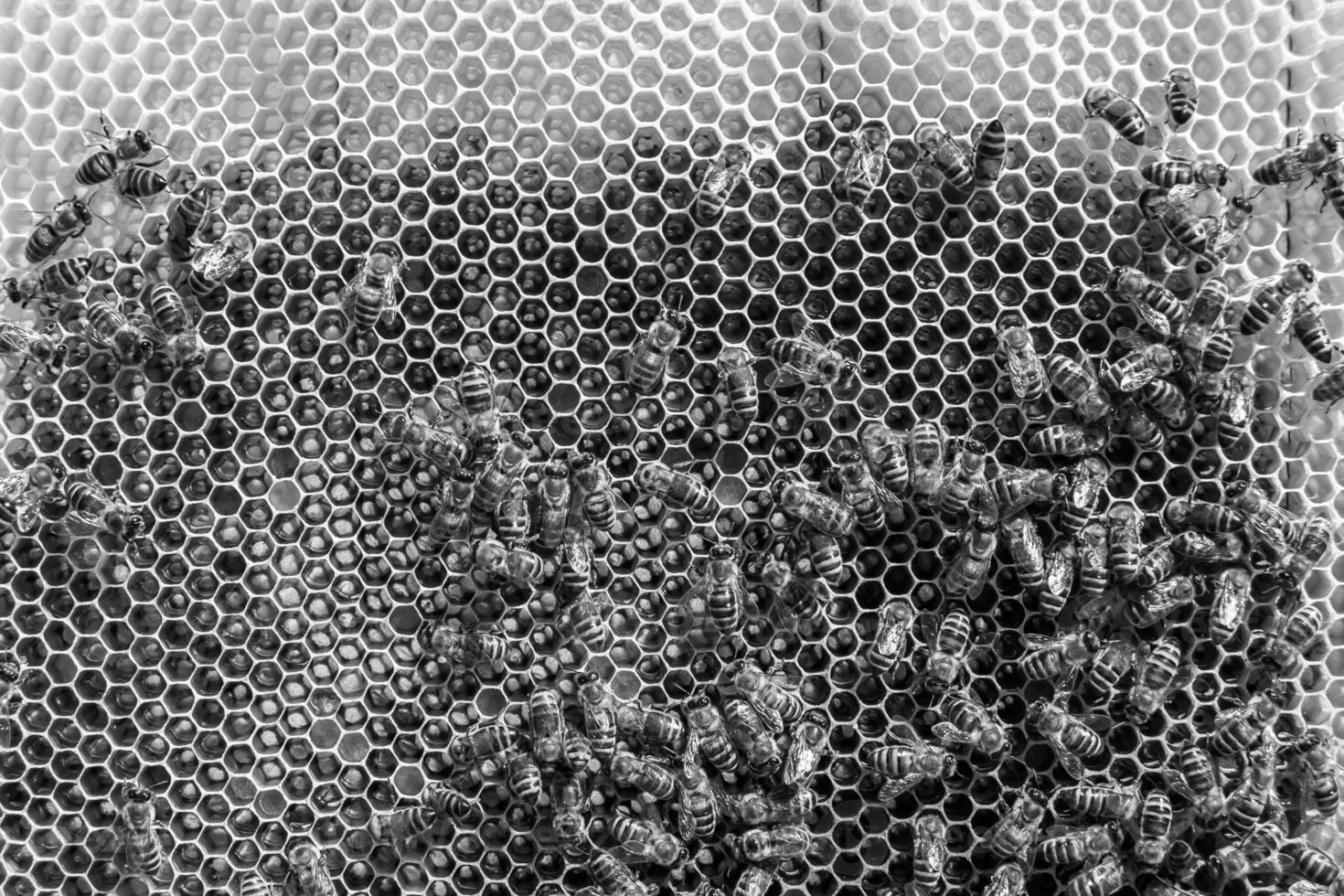Abstract hexagon structure is honeycomb from bee hive filled photo
