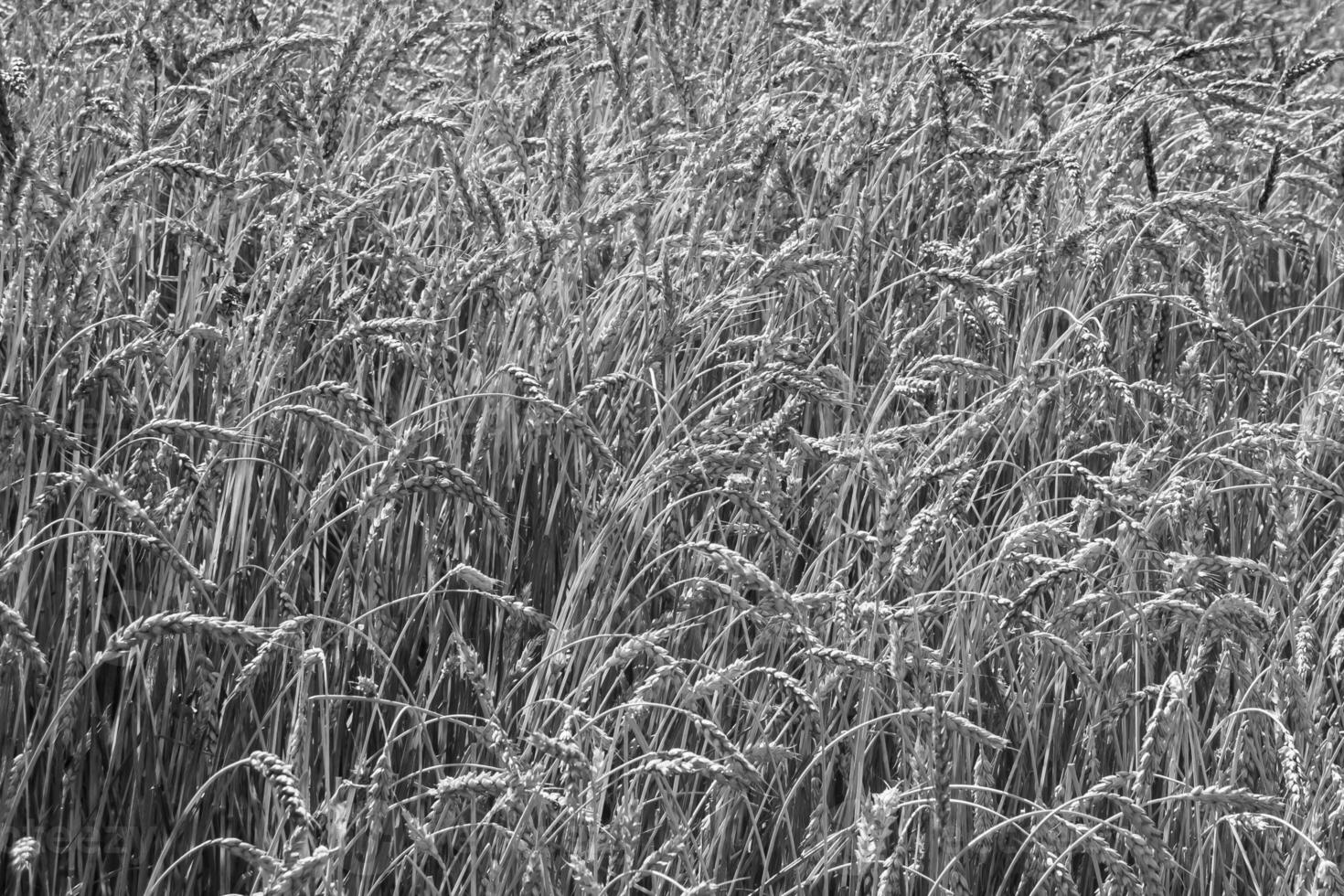 Photography on theme big wheat farm field for organic harvest photo