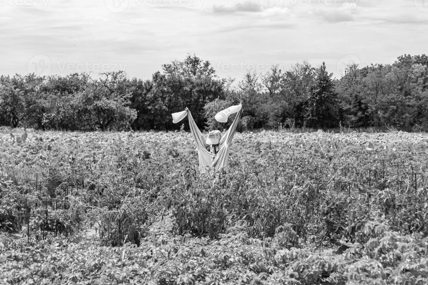 Scary scarecrow in garden discourages hungry birds photo