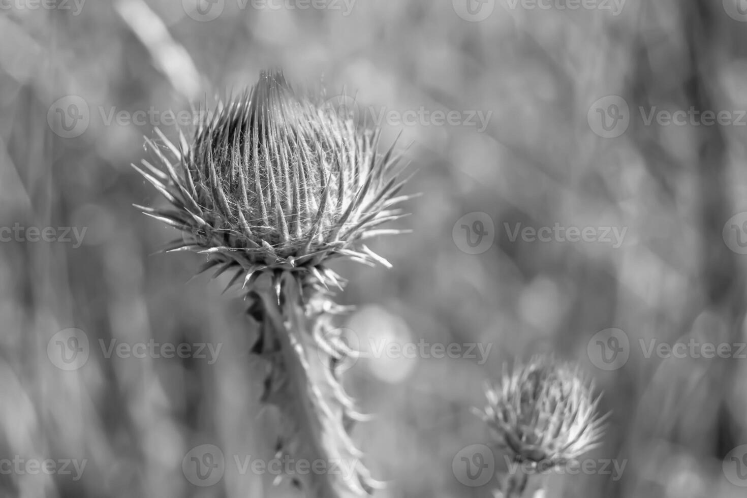 Beautiful growing flower root burdock thistle on background meadow photo