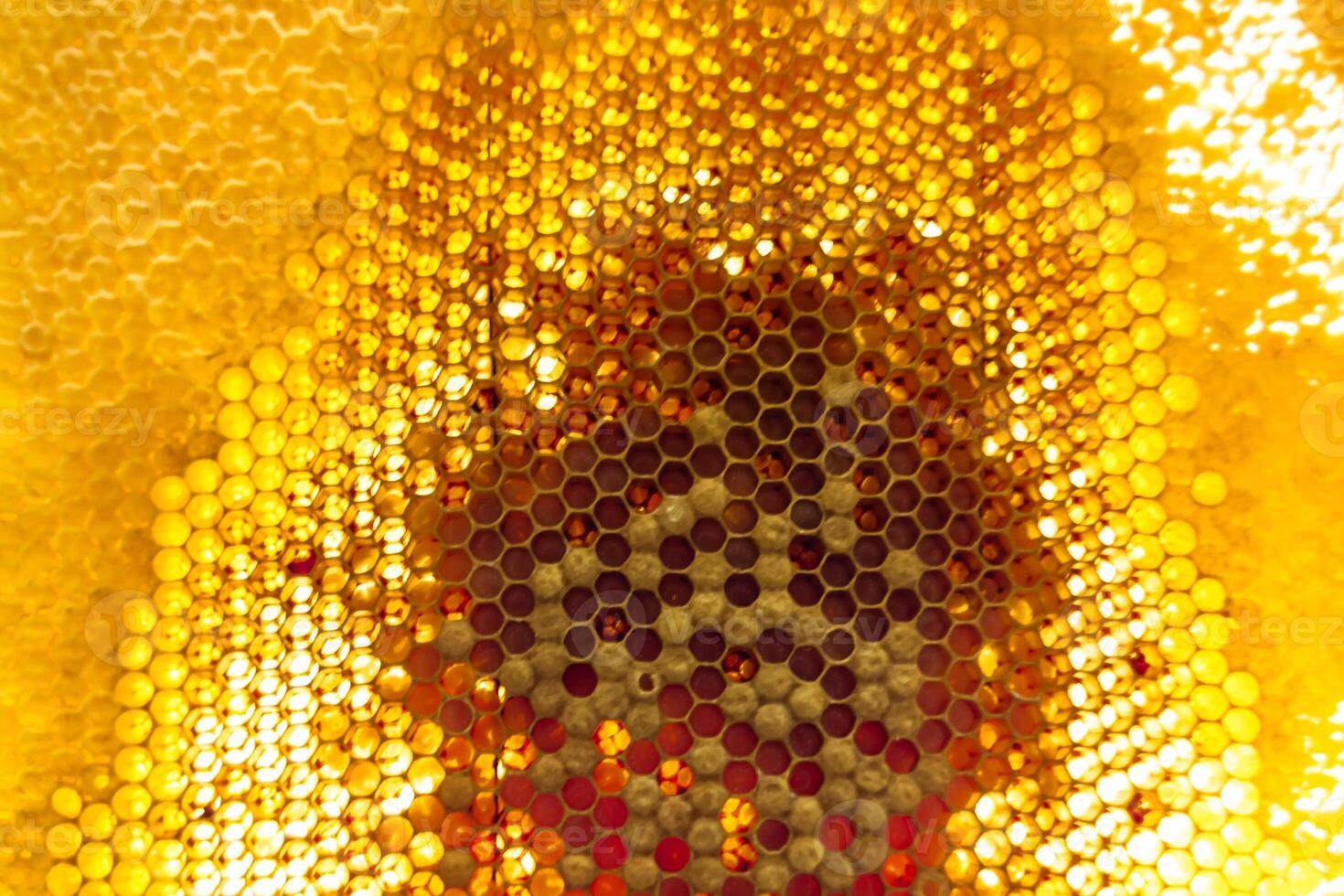 Drop of bee honey drip from hexagonal honeycombs filled with golden nectar photo