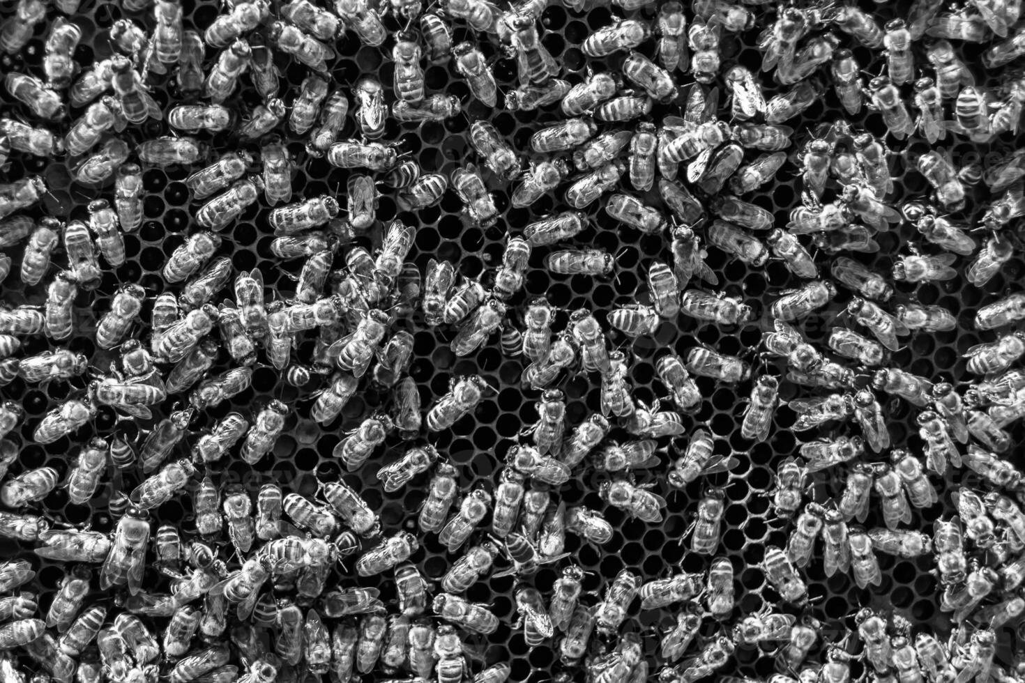 Abstract hexagon structure is honeycomb from bee hive filled photo